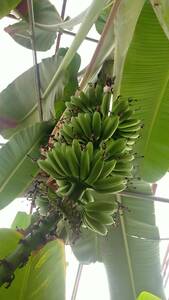 タイベジタブルバナナ、バナナ苗