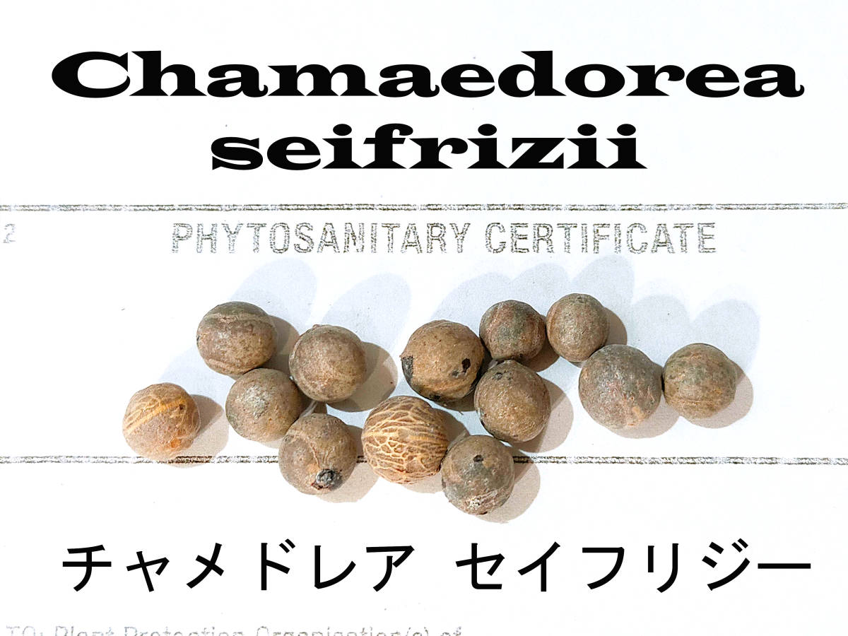 日本割 7月入荷 100粒+ チャメドレア ラディカリス 種 種子 証明書あり