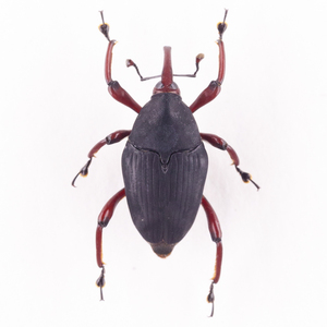 Curculionidae sp. 01B ゾウムシ標本 ウエストパプア