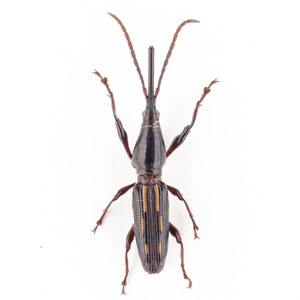 Brentidae sp. 42 ミツギリゾウムシ標本 ウエストパプア