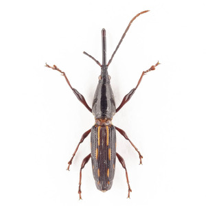 Brentidae sp. 44B ミツギリゾウムシ標本 ウエストパプア