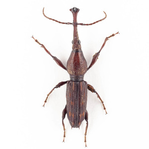 Brentidae sp. 33 ミツギリゾウムシ標本 ウエストパプア