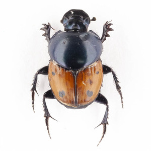 H. quadripunctatus 07 カラフルなフンチュウ標本 マダガスカル