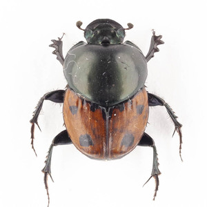 H. quadripunctatus 16 colorful .fnchuu specimen madaga Skull 