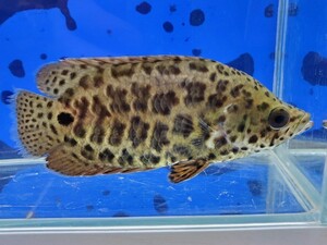レオパードクテノポマ　送料無料！　体長11～13センチほど　アナバス　熱帯魚