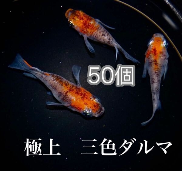 【爆産中限定】三色ダルマめだかの有精卵50個+@