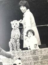 われら動物家族 サンケイ新聞写真部 川島吉雄他 講談社 1973年初版 帯付カバー付 動物と家族の写真集 動物との生活・共存風景 A07-01M_画像6