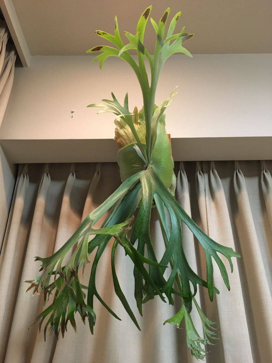 ヤフオク! -「ビカクシダ コウモリラン」(花、園芸) の落札相場・落札価格