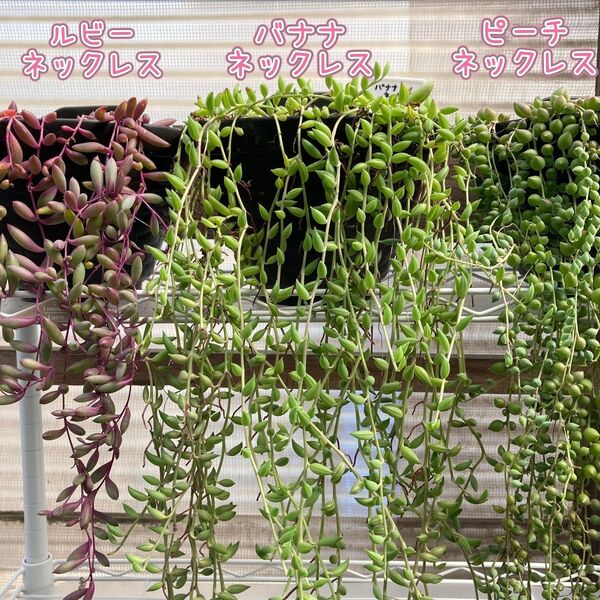 多肉植物☆ネックレス系セット☆カット苗☆3種類!