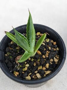 ③アガベ　ポタトルム　キュービックAgave potatorum 'Cubic'