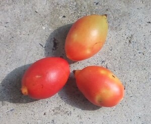 マニラヤシ 　椰子　種子　3個　観葉植物