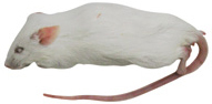  взрослый мышь 55g передний и задний (до и после) ~ 100 шт 