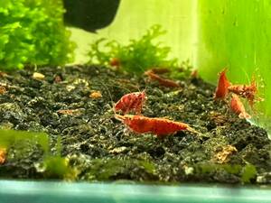  red Cherry shrimp 35 pcs Sakura Cherry * ultimate fire .* red fire - shrimp 