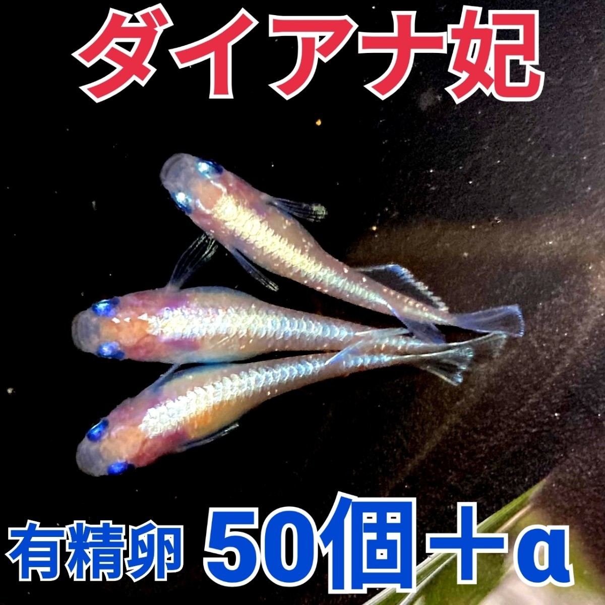 楽器/器材 (メダカ君さま専用)GT-1 クリアランス最安 blog.woba.com.br