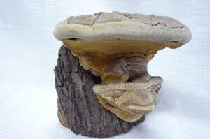  natural .. small of the back . bracket fungus antique ornament old work of art miscellaneous goods other size 22x20x17.