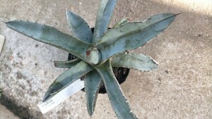 * bargain sale rare rare many meat agave chitanota blue beautiful goods large. first come, first served *