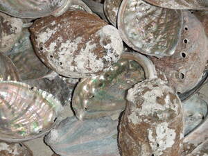  abalone. shell 