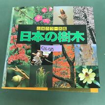 G16-025 山渓カラー版名鑑　日本の樹木　山と渓谷社　表紙破れ有り_画像1