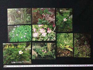 ｗ◎　絵葉書　高山植物　はこねの花　8枚　未使用　絵はがき　ポストカード　観光　/t-G02