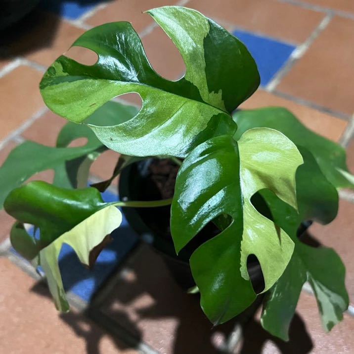 ヤフオク! -「ヒメモンステラ」(観葉植物) の落札相場・落札価格