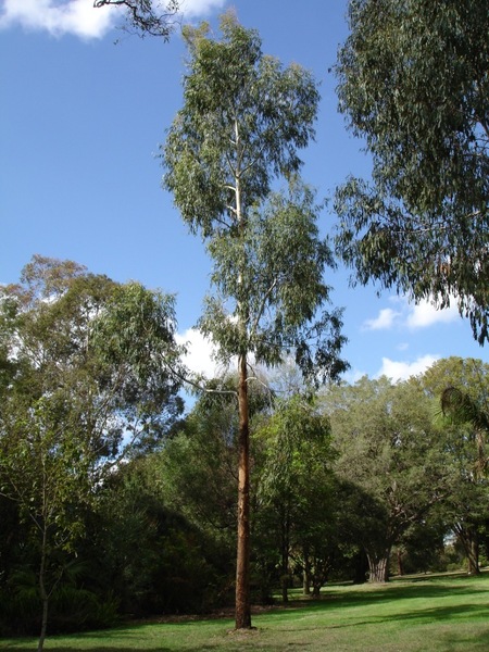 種子　原種　Eucalyptus viminalis subsp. viminalis　50粒　ハーブ　リボン ガム ユーカリ　ビミナリス　庭木　植木