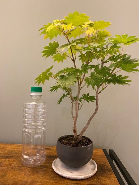 コハウチワカエデ 小品盆栽 盆栽 グリーンインテリア 紅葉 落葉樹
