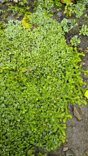 コケリウム　 苔テラリウム　仲良しコケくん　クラマゴケ&ジャゴケ