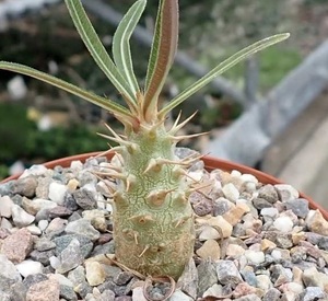 【種子】パキポディウム・ロスラーツム　Pachypodium rosulatum 種子50粒【送料無料】