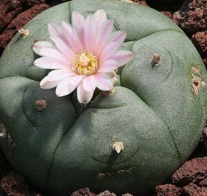 【種子】烏羽玉　LOPHOPHORA williamsii 　種子20粒【送料無料】