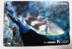 スルッとKANSAI KCARD★ウマヅラハギ（海遊館）　カード　魚