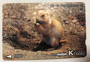  Surutto KANSAI KCARD* Prairie dog ( common .. park )