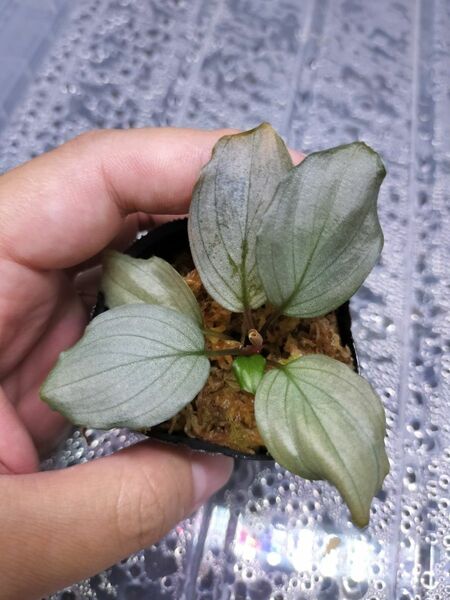 Homalomena sp.Platinum Velvet ホマロメナ