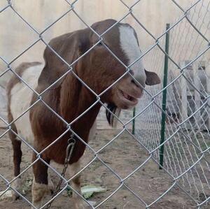 鉄線フェンス 動物園フエンス ワイヤー リンクフェンス 養魚池 隔離 ガードレール 牛羊の繁殖ネット 犬 ドッグラン 保護 