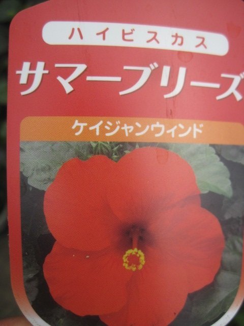 変わり葉のハイビスカス 『レッドロコ』 花は赤 9センチポット 熱帯