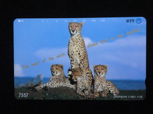 ◎テレホンカード「地球の心（Cheetahチーター）動物テレカ」105度数☆g4