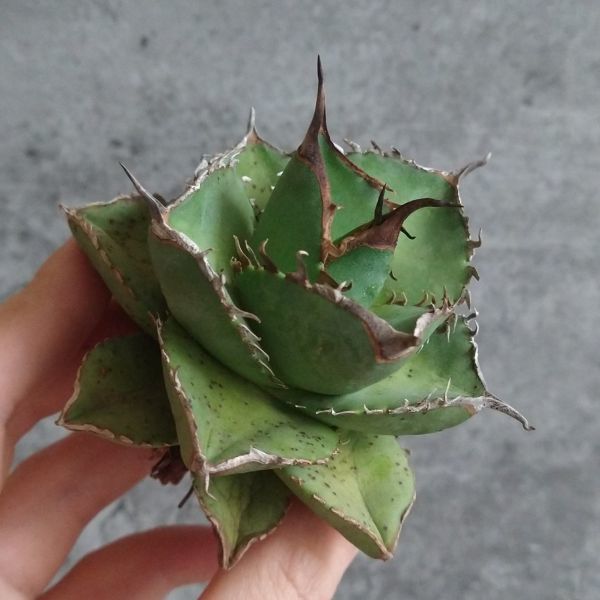 ヤフオク! -「台湾産」(アガベ) (観葉植物)の落札相場・落札価格
