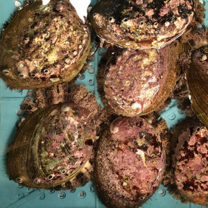  natural ... black abalone 1 piece per approximately 200g