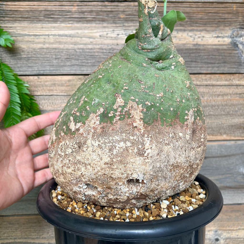 ヤフオク! -「アデニア スピノーサ」(サボテン) (観葉植物)の落札相場