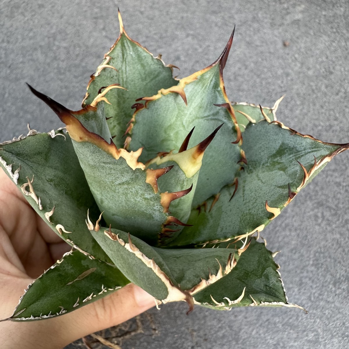日本未入荷 チタノタ アガベ agave 多肉植物 強棘 14苗 特選 霸王竜子