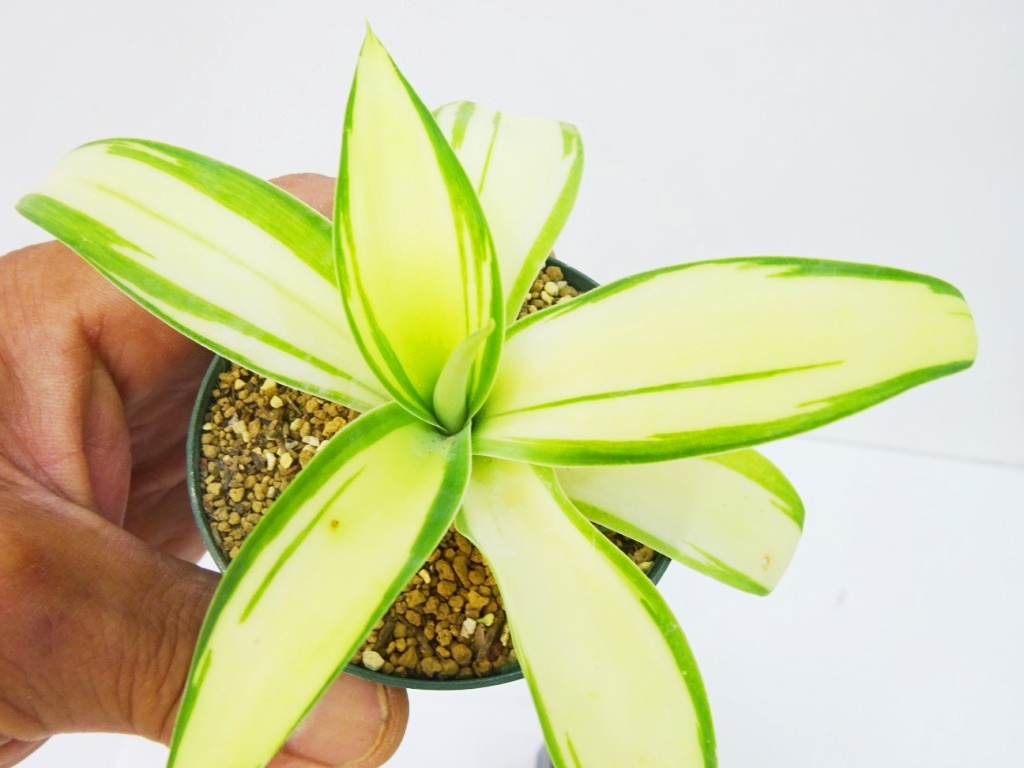 Yahoo!オークション -「アガベ アテナータ」(その他) (観葉植物)の落札