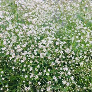 切り花できるホワイトかすみ草の種50粒