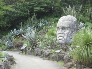 伊豆サボテン公園土産 多肉植物・ベネズエラアガベC黄縁 鉢抜・根洗・本体のみ送付 カピバラ来園者・子供に大人気 温泉は冬のみ入る