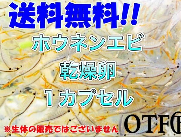 ホウネンエビの乾燥卵 （約２万個) １カプセル 逆さに泳いでとっても可愛い！夏休みの自由研究にも 休眠卵 長期保存可能