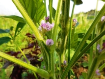 種から 無農薬 無化学肥料 自然菜園の 種。