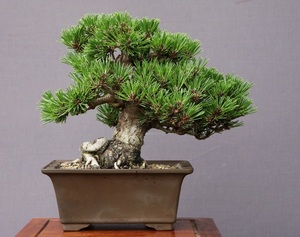 ( stock ) one .. thousand . circle shohin bonsai |..25 year Japanese black pin . leaf pine genuine Kashiwa maple plum Rhododendron indicum zelkova plant orchid pot . flower celebration 