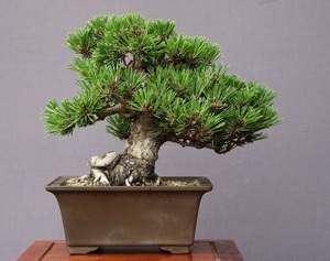 ( АО ) один .. тысяч . круг shohin bonsai |..25 год сосна Тунберга . лист сосна подлинный Kashiwa клен слива Rhododendron indicum дзельква растение орхидея горшок . цветок праздник 