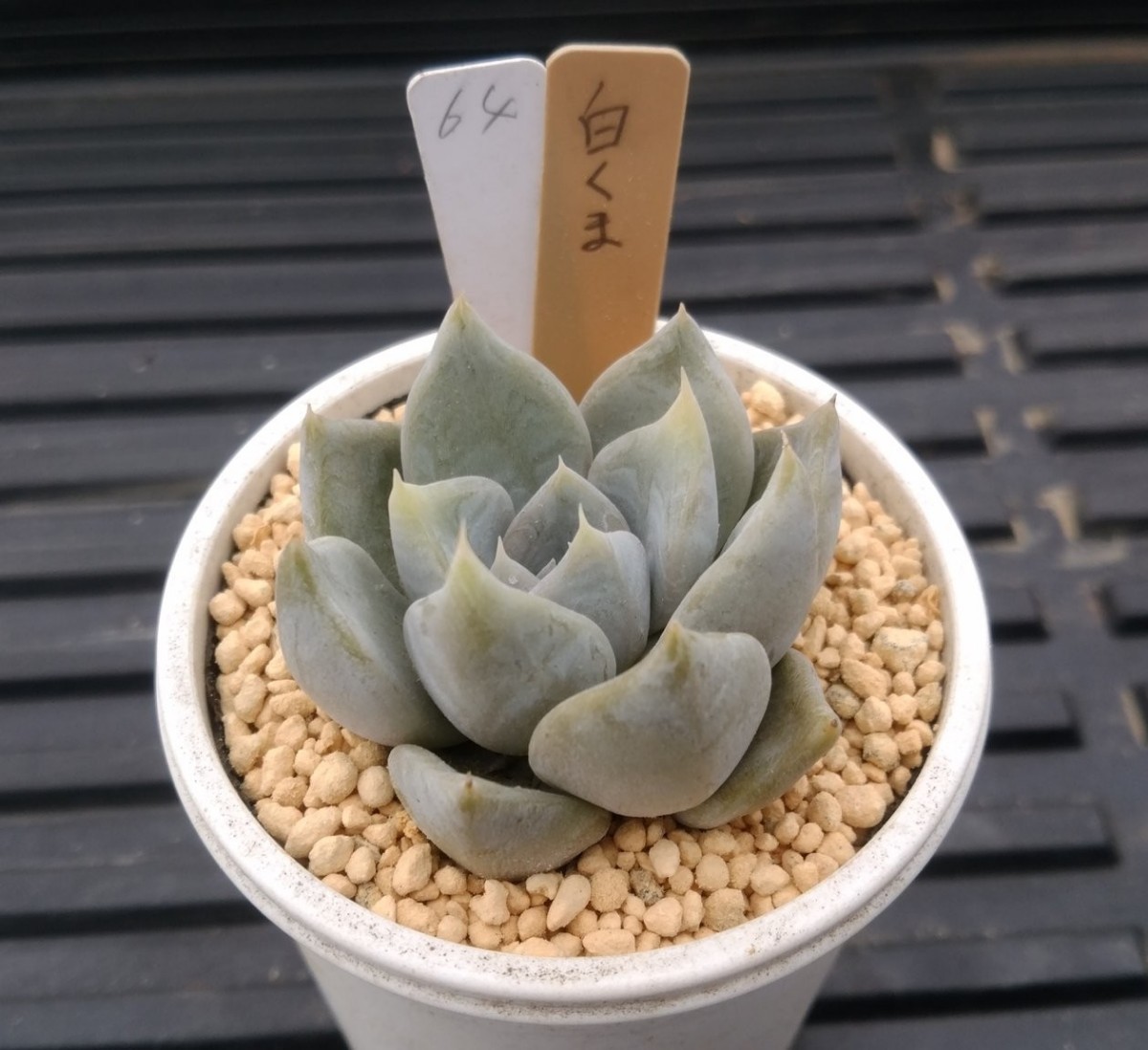 ヤフオク! -「白くま」(花、園芸) の落札相場・落札価格