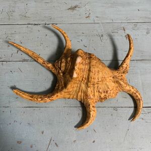 アクアリウム 巻貝 クモ貝 貝殻 蜘蛛貝 水槽飾り 貝 海 飾 オブジェ水槽 (7847)