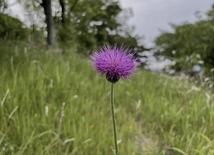 野アザミ　種100粒　岐阜県加茂郡産No4_画像3