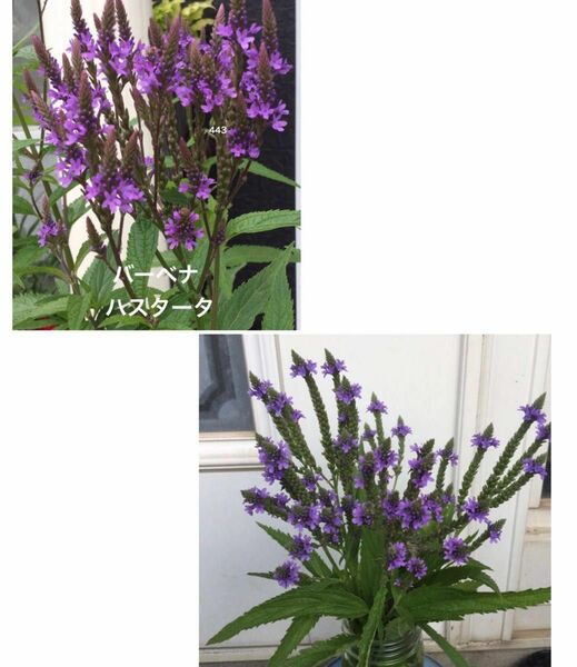 バーベナ　ハスタータ　花の種　紫